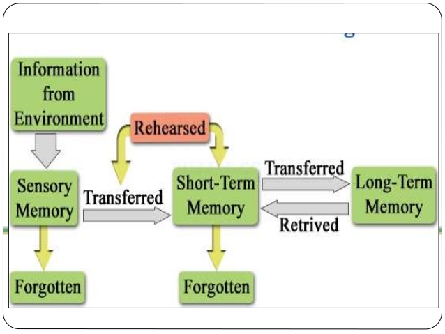 information-processing-theory-Information Processing Approach of Memory
